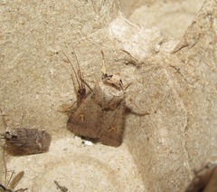 Proteuxoa tetronycha