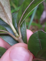 Coprosma dodonaeifolia