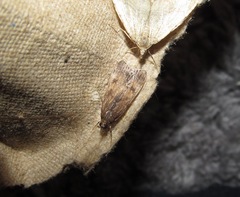 Eudonia asterisca