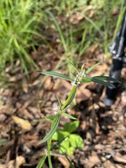 Spermacoce brachystema