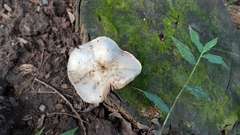 Fungi