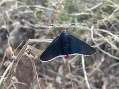 Pyrrhopyge zenodorus