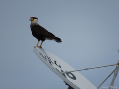 Caracara plancus