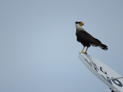 Caracara plancus