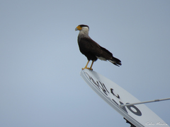 Caracara plancus