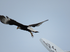 Caracara plancus
