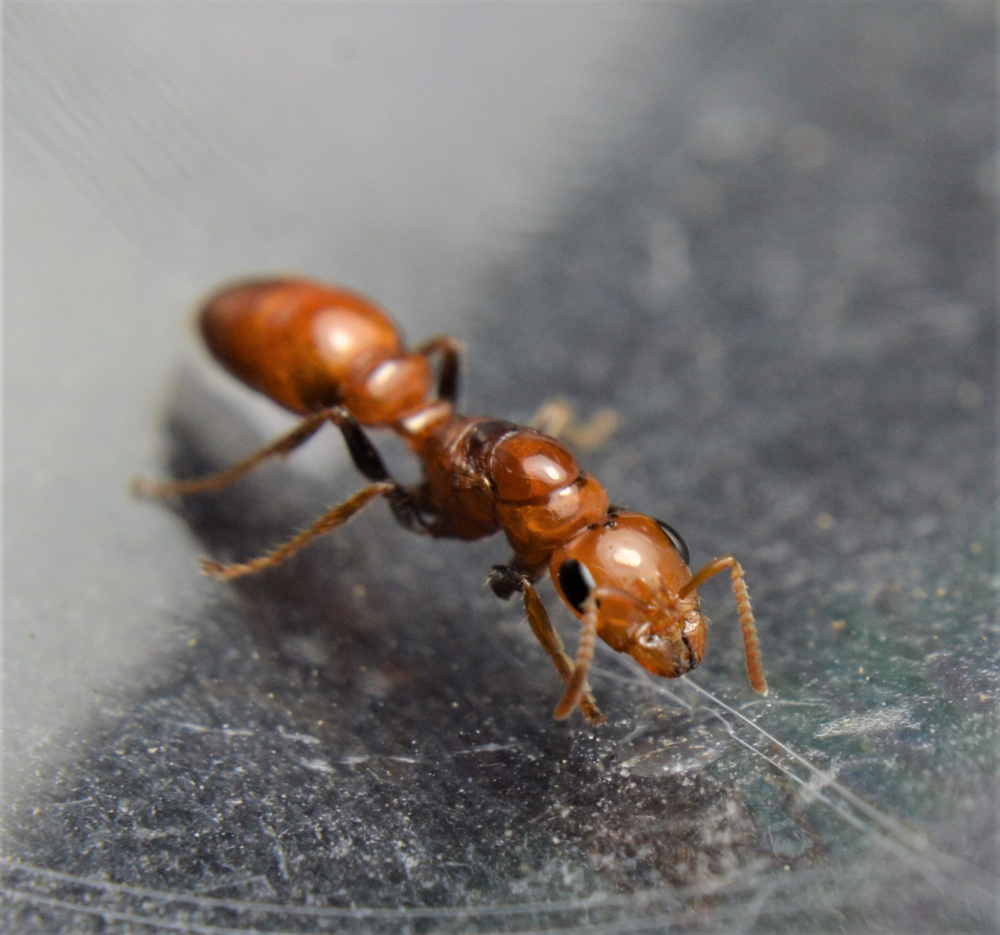 Pseudomyrmex kuenckeli
