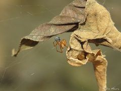 Nihonhimea tesselata