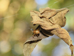 Nihonhimea tesselata