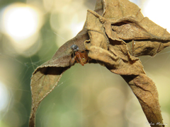 Nihonhimea tesselata