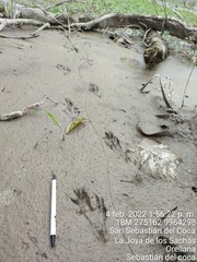 Paleosuchus trigonatus