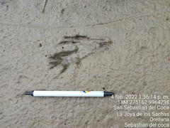 Paleosuchus trigonatus