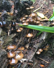 Mycena mulawaestris