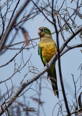 Eupsittula cactorum