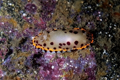 Goniobranchus bombayanus