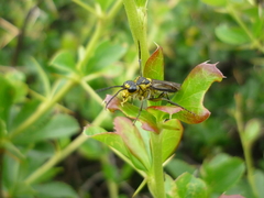 Tenthredo mesomela