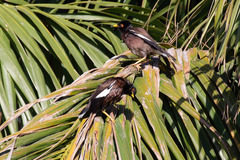 Acridotheres tristis