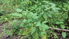 Solanum aloysiifolium