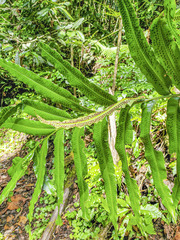 Polypodioideae