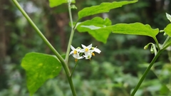 Solanum aloysiifolium