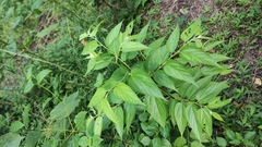Trema micrantha