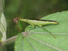 Acontista aurantiaca