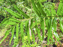 Polypodioideae