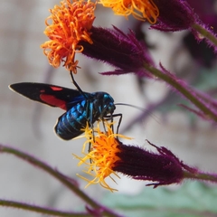 Cyanopepla fastuosa