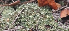 Cladonia subsquamosa