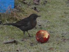 Turdus merula
