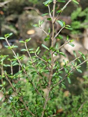 Coprosma cuneata