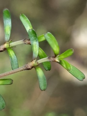 Coprosma cuneata