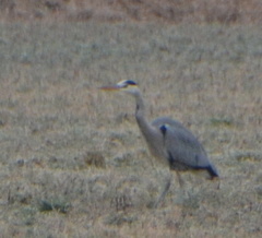 Ardea cinerea