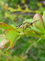 Tenthredo mesomela