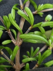 Coprosma cuneata