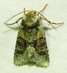 Lacinipolia explicata