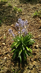 Hyacinthoides non-scripta