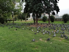 Columba livia domestica