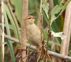 Limnoctites sulphuriferus