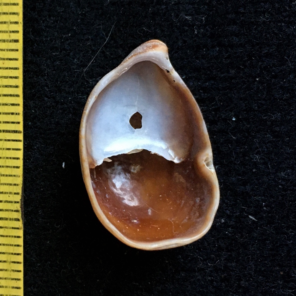 Crepidula cachimilla