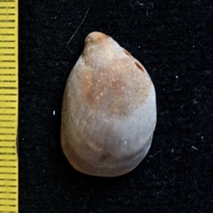 Crepidula cachimilla