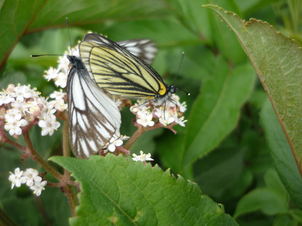 Tibetan Black-veined White