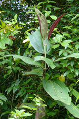 Miconia calvescens