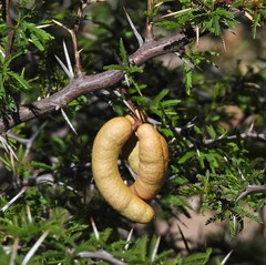 Prosopis ferox