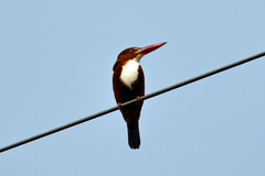 Halcyon smyrnensis