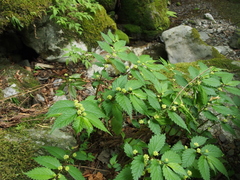 Elatostema involucratum