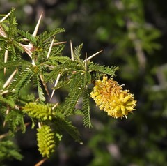 Prosopis ferox