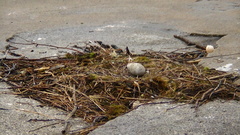 Larus argentatus smithsonianus