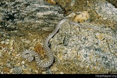 Hypsiglena chlorophaea