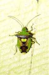 Sastragala versicolor